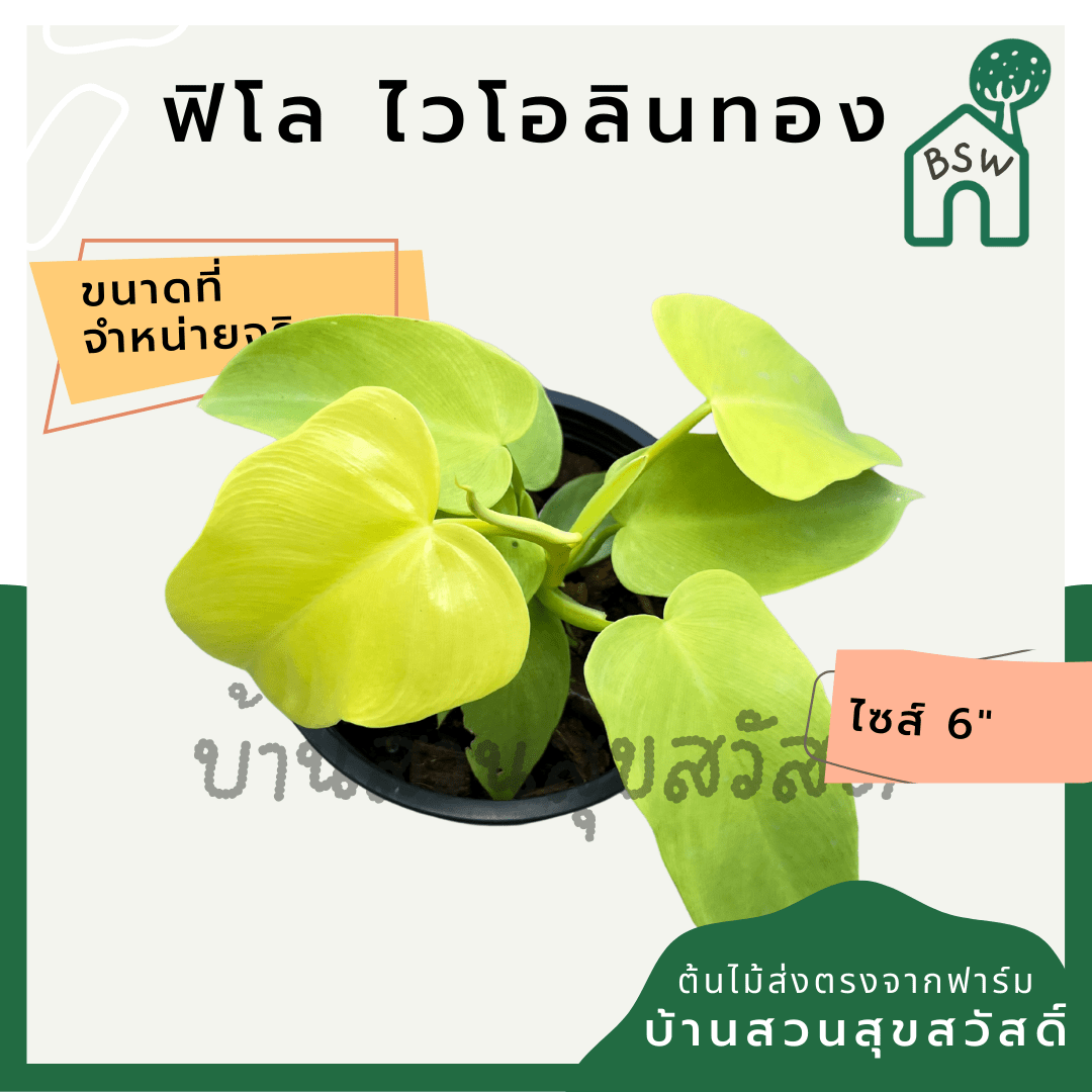 ฟิโลเดนดรอนไวโอลิน (Philodendron Bipennifolium) ไม้ใบสวยในกระถาง 6 นิ้ว - Pamathegardener