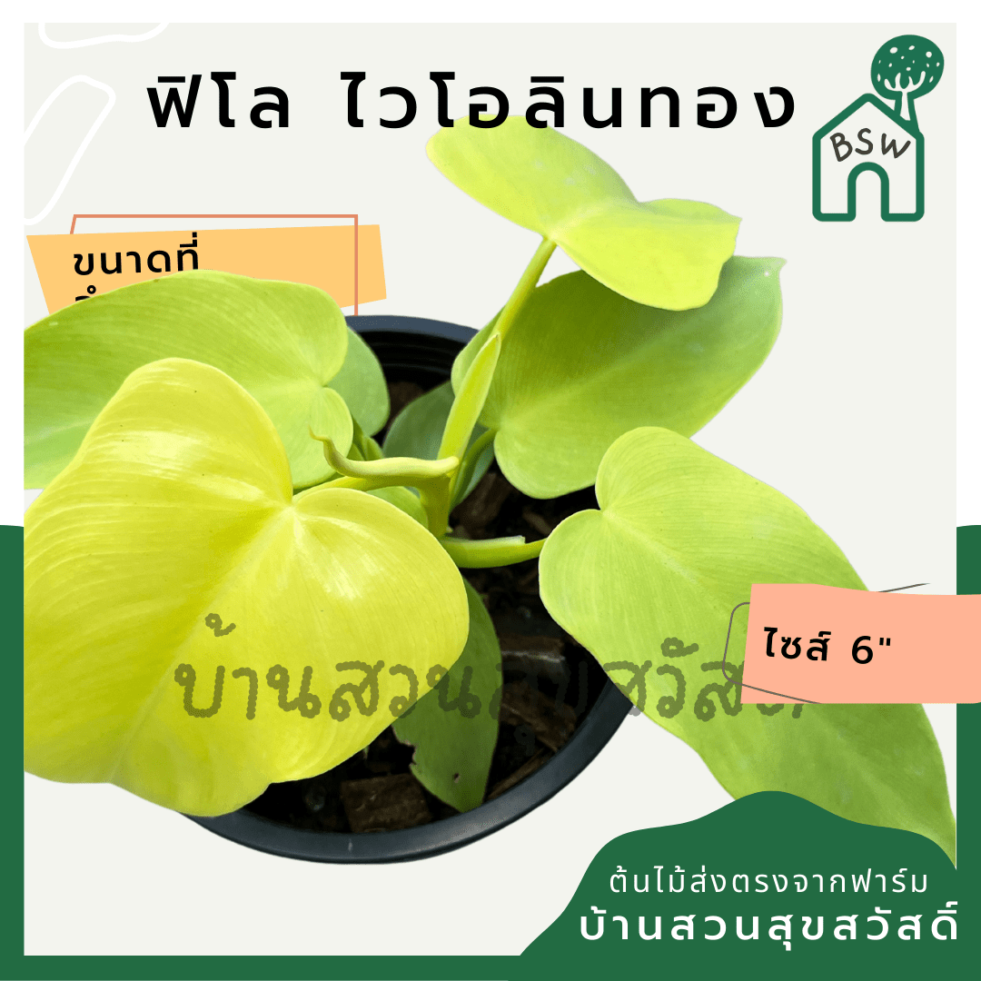 ฟิโลเดนดรอนไวโอลิน (Philodendron Bipennifolium) ไม้ใบสวยในกระถาง 6 นิ้ว - Pamathegardener
