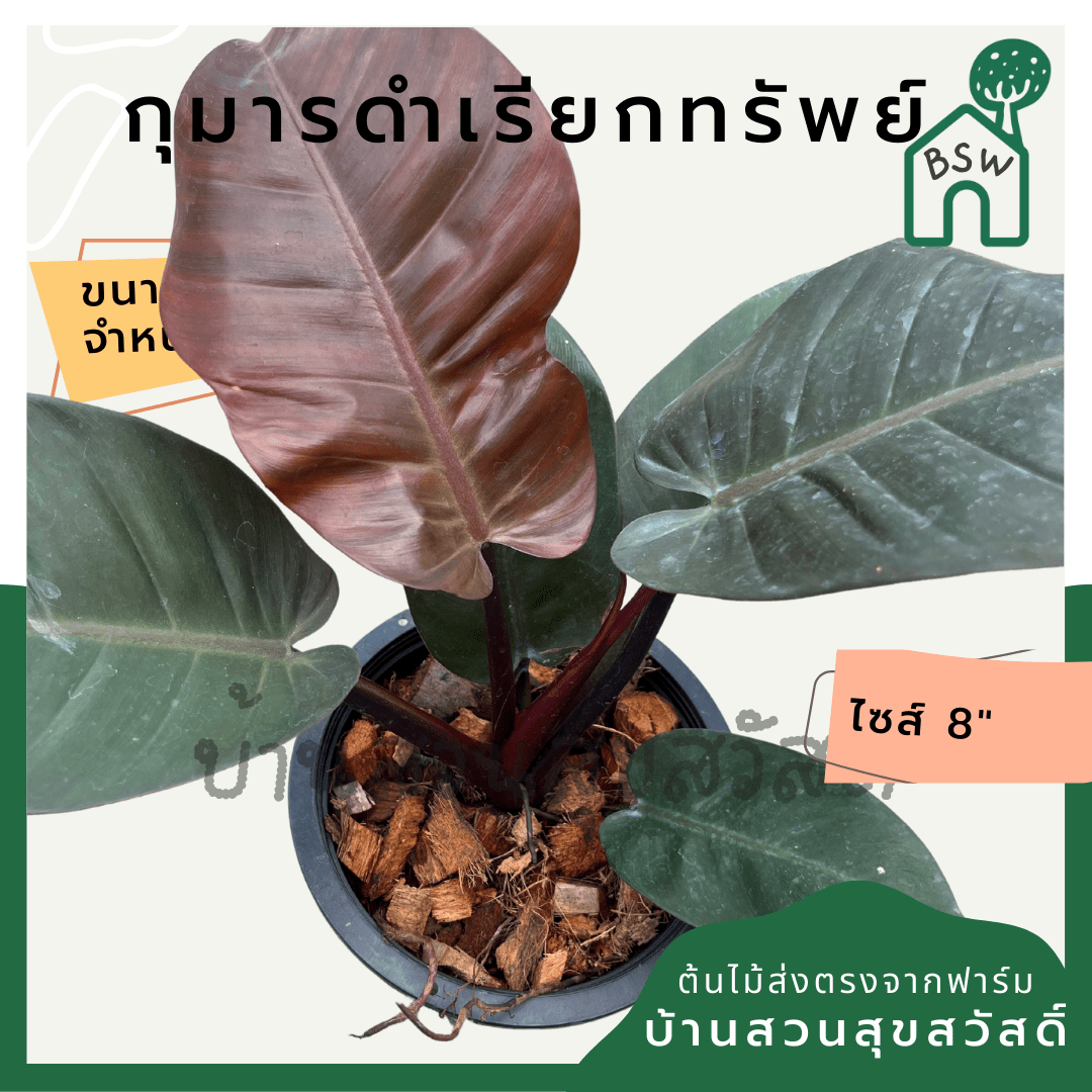 กุมารดำเรียกทรัพย์ (Philodendron Black Cardinal) ไม้มงคลในกระถาง 6 นิ้ว - Pamathegardener