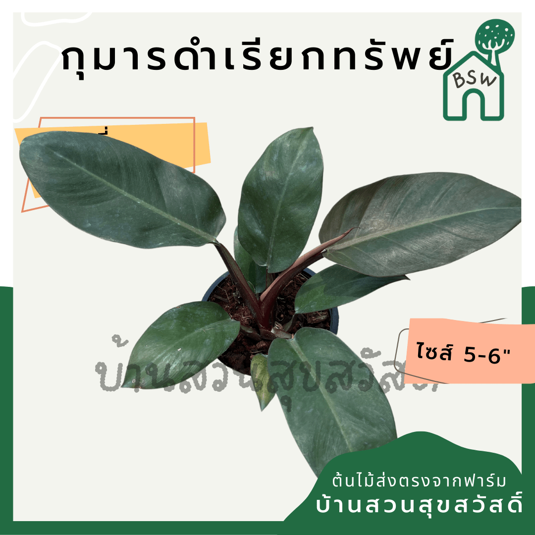 กุมารดำเรียกทรัพย์ (Philodendron Black Cardinal) ไม้มงคลในกระถาง 6 นิ้ว - Pamathegardener