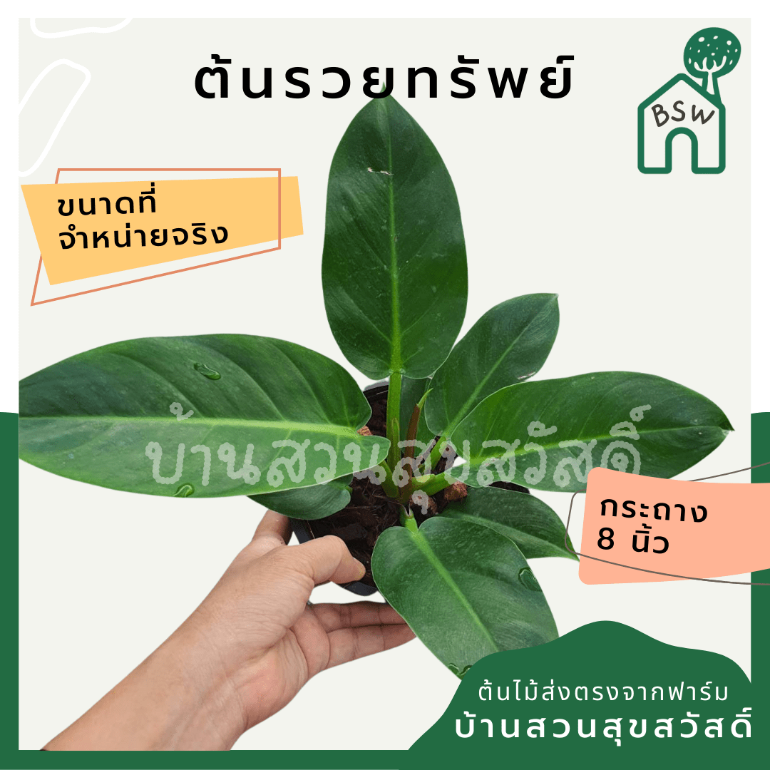 รวยทรัพย์ (Philodendron 'Ruay Sap') ไม้มงคลในกระถางพร้อมตั้ง - Pamathegardener