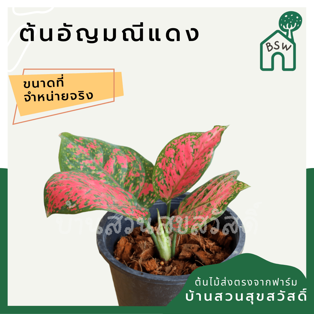 อัญมณีแดง (Red Aglaonema) ไม้มงคลเรียกทรัพย์ในกระถาง 5 - 6 นิ้ว - Pamathegardener
