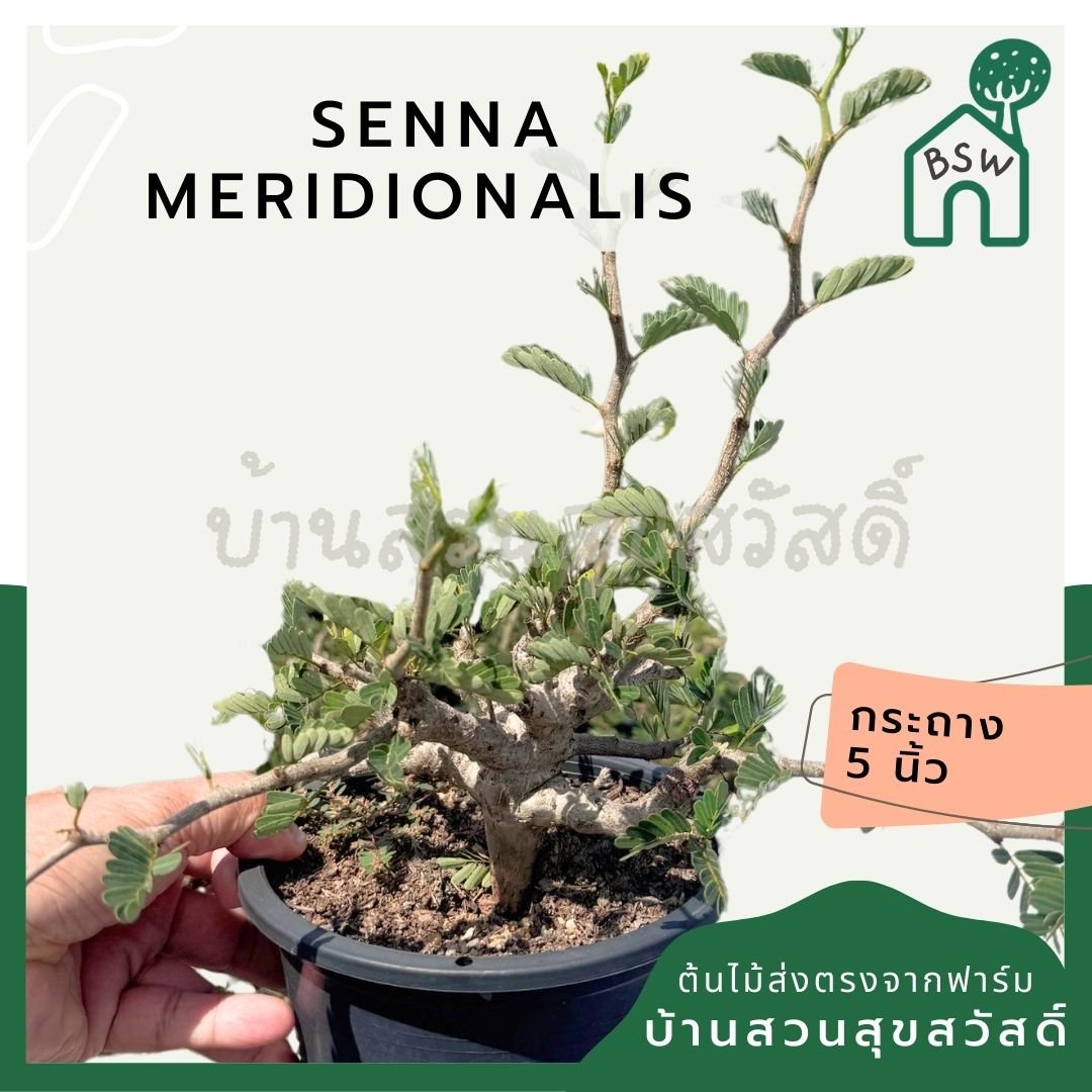 Senna meridionalis กระถาง 5 นิ้ว - Pamathegardener