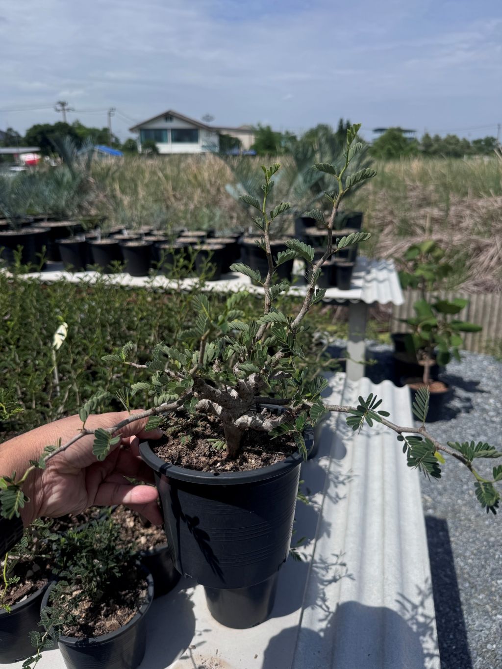 Senna meridionalis กระถาง 5 นิ้ว - Pamathegardener