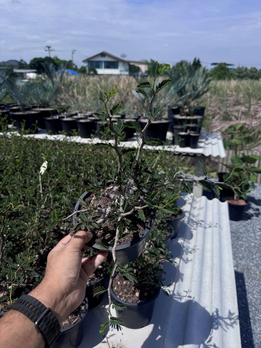 Senna meridionalis กระถาง 5 นิ้ว - Pamathegardener