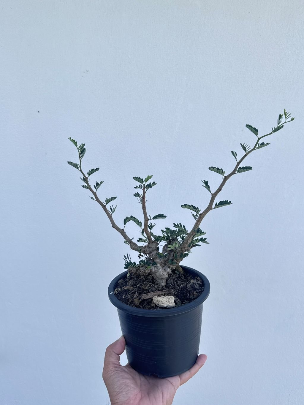 Senna meridionalis กระถาง 5 นิ้ว - Pamathegardener
