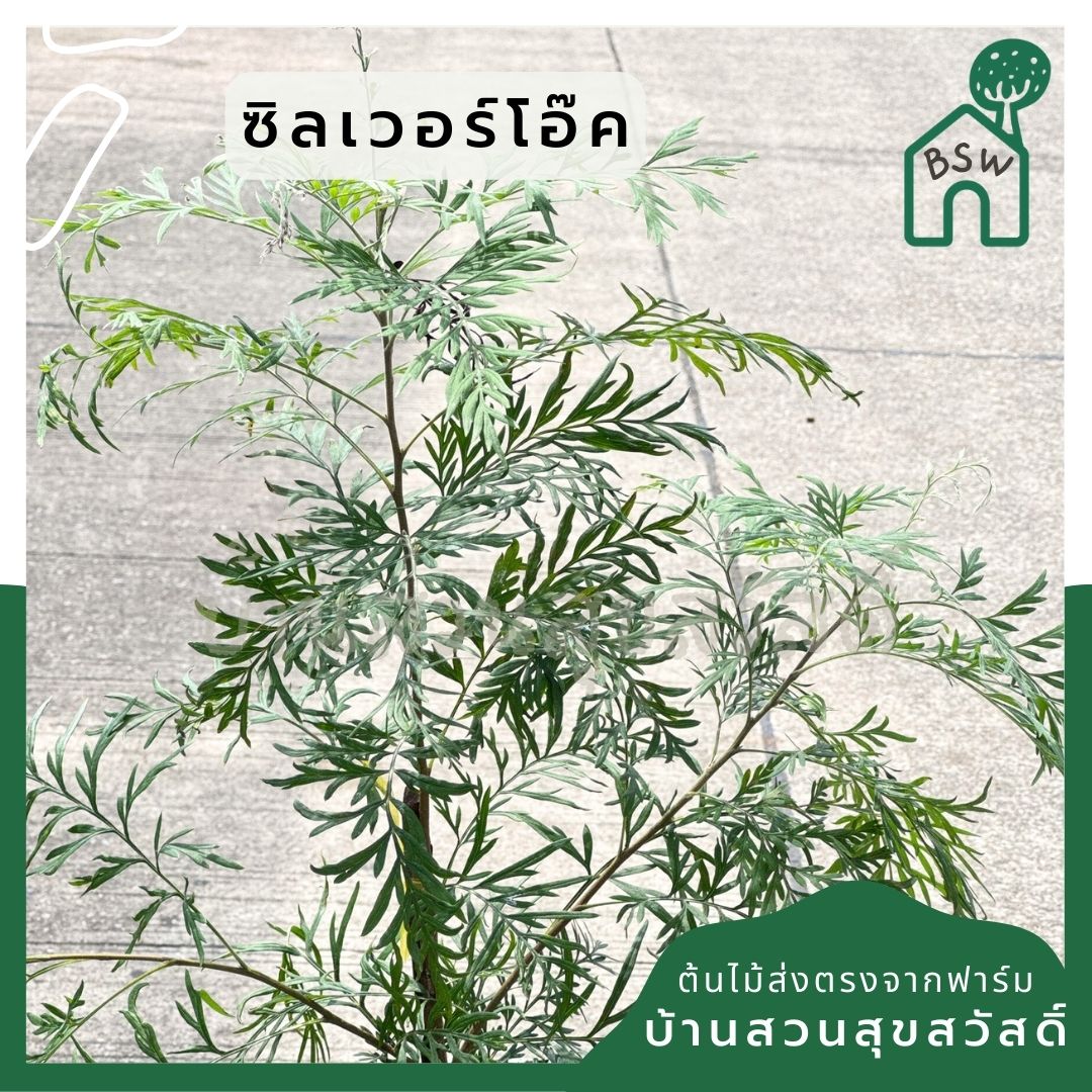 ซิลเวอร์โอ๊ค Southern Silky Oak, Silk Oak หรือ Silky Oak, Silver Oak หรือ Australian Silver Oak ส่งถุงดำ - Pamathegardener