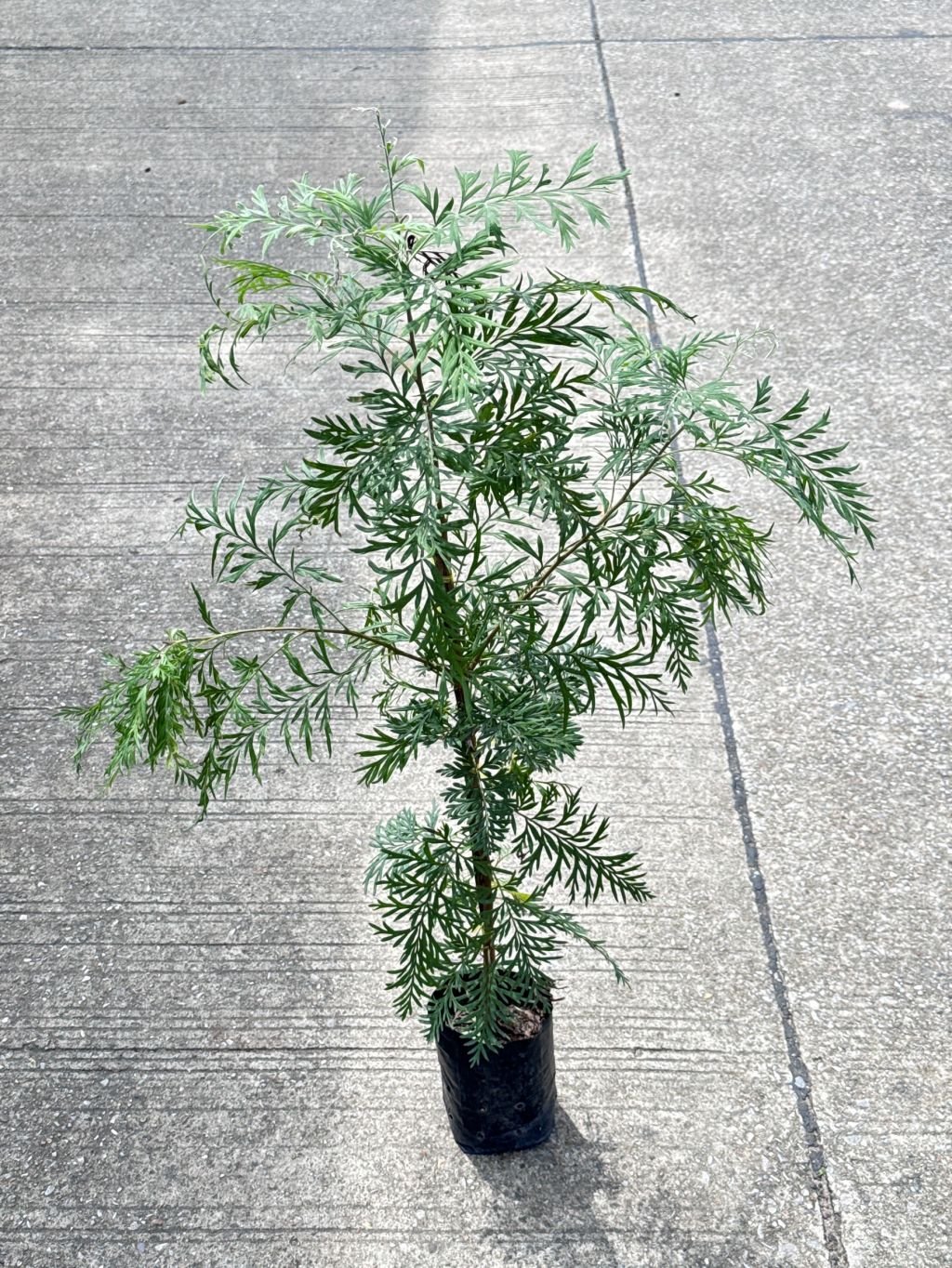 ซิลเวอร์โอ๊ค Southern Silky Oak, Silk Oak หรือ Silky Oak, Silver Oak หรือ Australian Silver Oak ส่งถุงดำ - Pamathegardener
