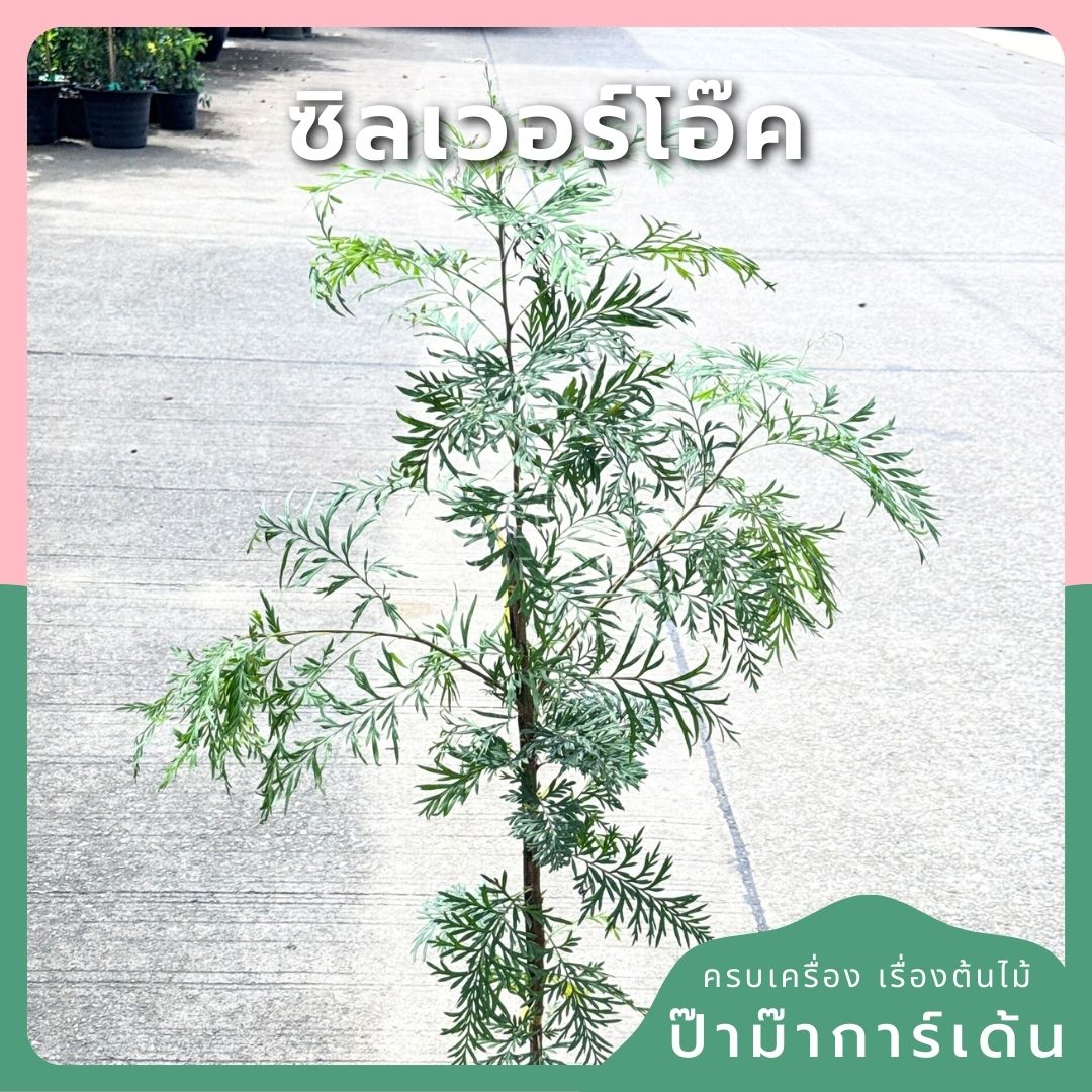 ซิลเวอร์โอ๊ค Southern Silky Oak, Silk Oak หรือ Silky Oak, Silver Oak หรือ Australian Silver Oak ส่งถุงดำ - Pamathegardener
