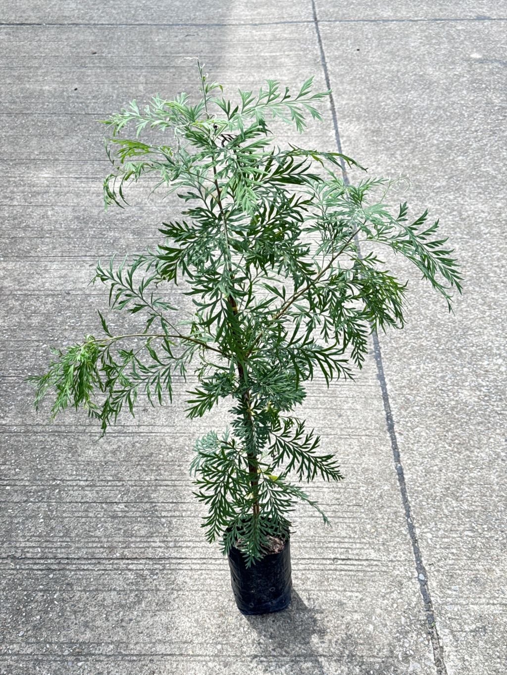ซิลเวอร์โอ๊ค Southern Silky Oak, Silk Oak หรือ Silky Oak, Silver Oak หรือ Australian Silver Oak ส่งถุงดำ - Pamathegardener