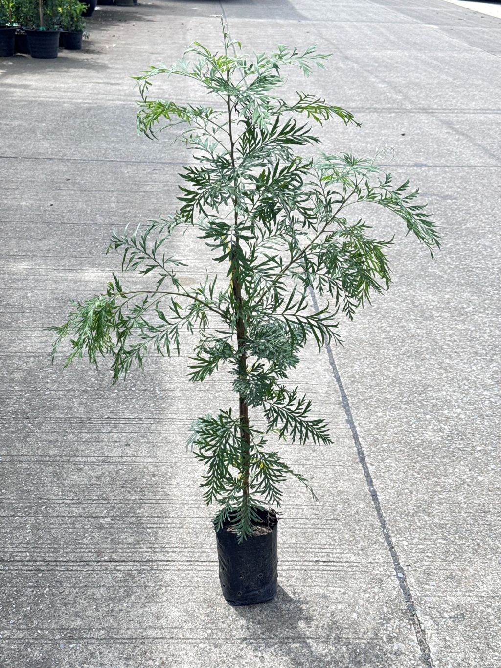 ซิลเวอร์โอ๊ค Southern Silky Oak, Silk Oak หรือ Silky Oak, Silver Oak หรือ Australian Silver Oak ส่งถุงดำ - Pamathegardener