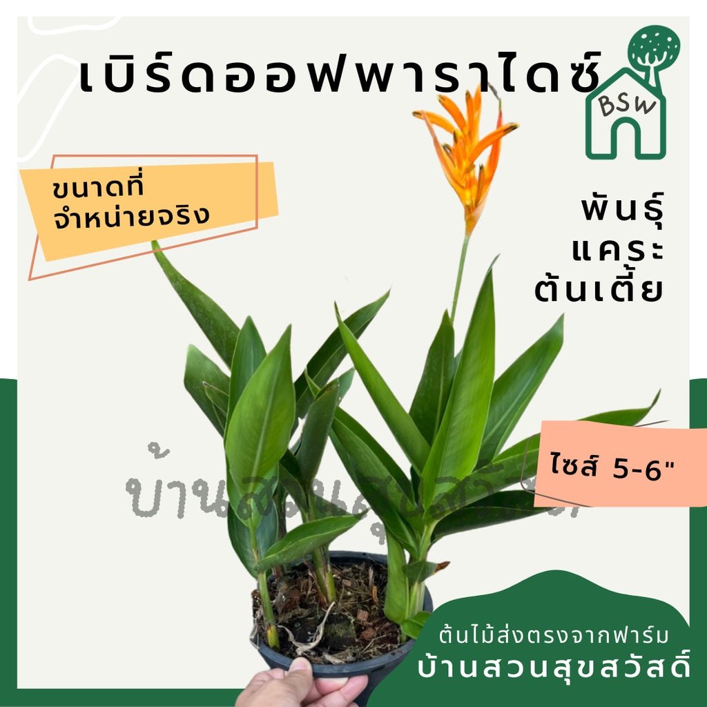 เบิร์ดออฟพาราไดซ์แคระ (Strelitzia Reginae) ไม้ดอกสวยในกระถางพร้อมตั้ง - Pamathegardener