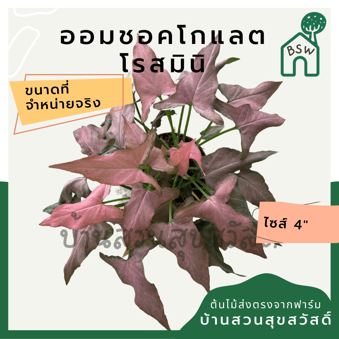 ออมช็อกโกแลตโรสมินิ (Syngonium Podophyllum 'Rose Mini') ไม้มงคลในกระถาง 5 - 6 นิ้ว - Pamathegardener