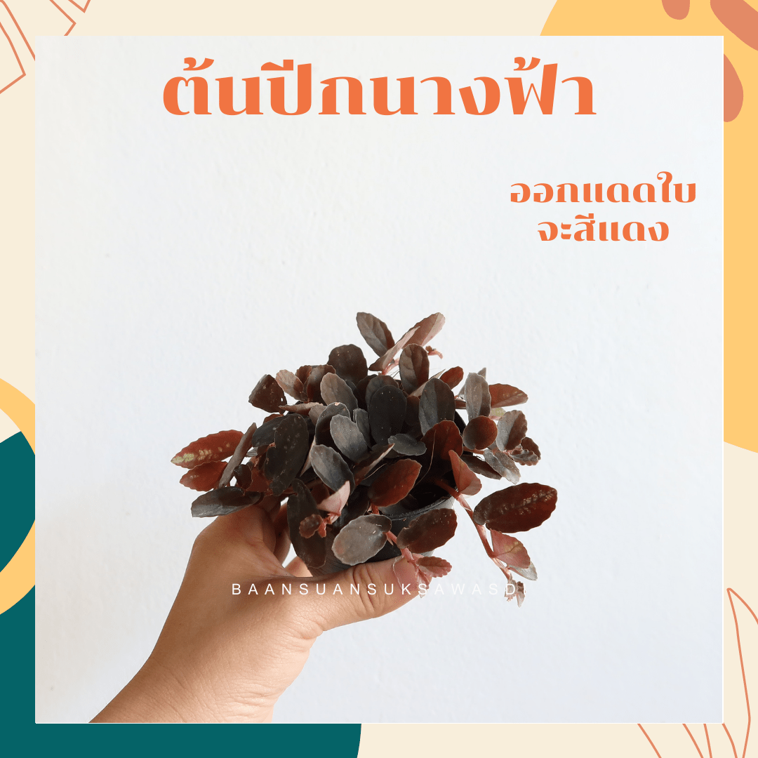 ปีกนางฟ้า (Syngonium Podophyllum 'White Butterfly') ไม้มงคลในกระถาง 3 นิ้ว - Pamathegardener