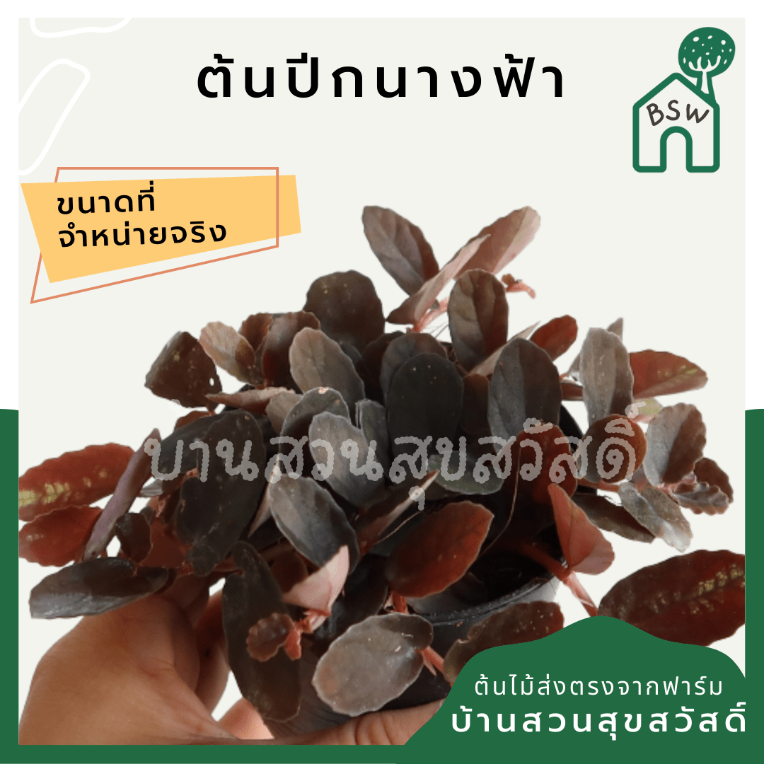 ปีกนางฟ้า (Syngonium Podophyllum 'White Butterfly') ไม้มงคลในกระถาง 3 นิ้ว - Pamathegardener