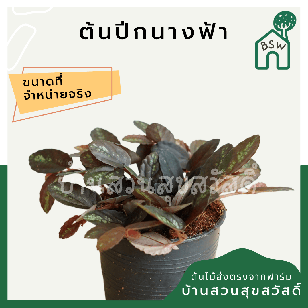 ปีกนางฟ้า (Syngonium Podophyllum 'White Butterfly') ไม้มงคลในกระถาง 3 นิ้ว - Pamathegardener