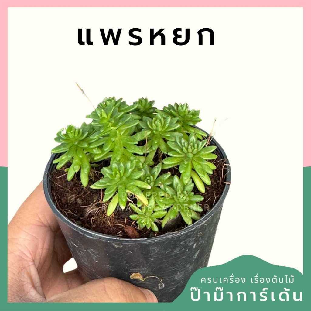 ต้นไม้มงคล ไม้ฟอกอากาศ ต้นใหญ่ รากแน่น ต้นไม้เสริมดวง