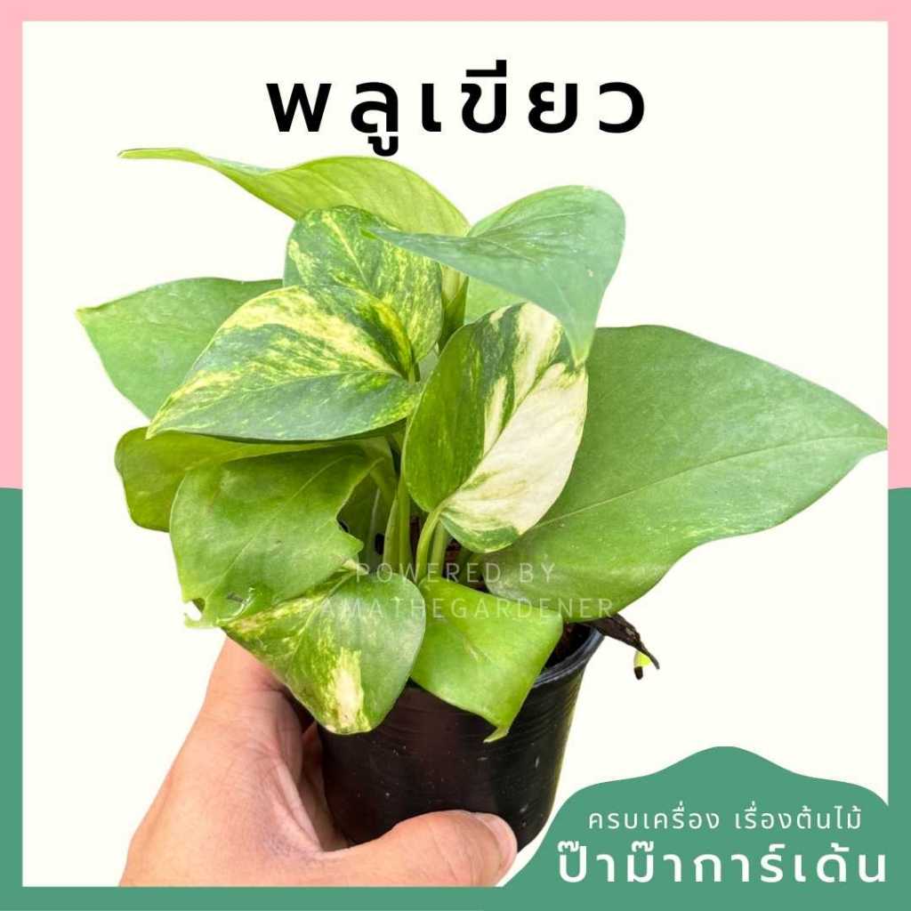 ต้นไม้มงคล ไม้ฟอกอากาศ ต้นใหญ่ รากแน่น ต้นไม้เสริมดวง