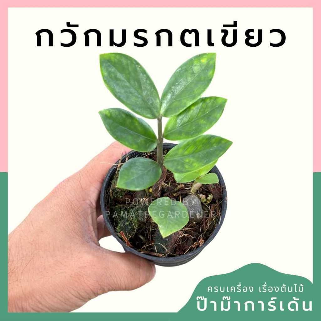ต้นไม้มงคล ไม้ฟอกอากาศ ต้นใหญ่ รากแน่น ต้นไม้เสริมดวง