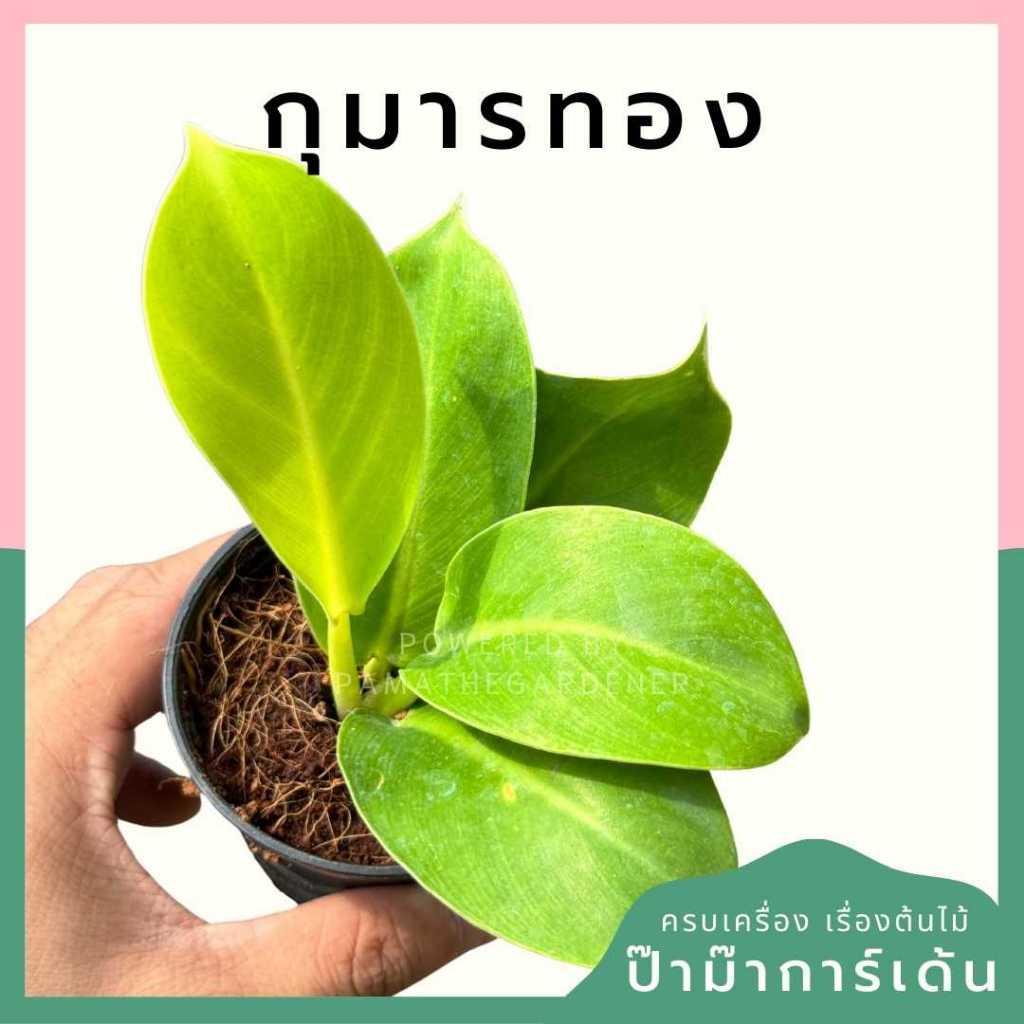 ต้นไม้มงคล ไม้ฟอกอากาศ ต้นใหญ่ รากแน่น ต้นไม้เสริมดวง