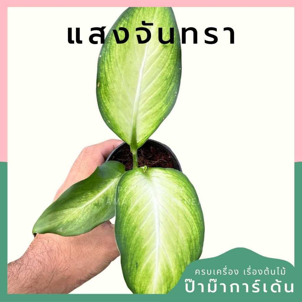 ต้นไม้มงคล ไม้ฟอกอากาศ ต้นใหญ่ รากแน่น ต้นไม้เสริมดวง