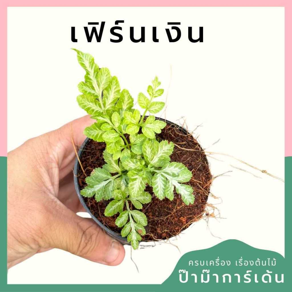 ต้นไม้มงคล ไม้ฟอกอากาศ ต้นใหญ่ รากแน่น ต้นไม้เสริมดวง