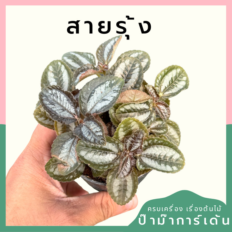 ต้นไม้มงคล ไม้ฟอกอากาศ ต้นใหญ่ รากแน่น ต้นไม้เสริมดวง
