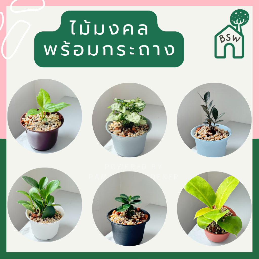 ต้นไม้มงคล พร้อมกระถางปากจีน