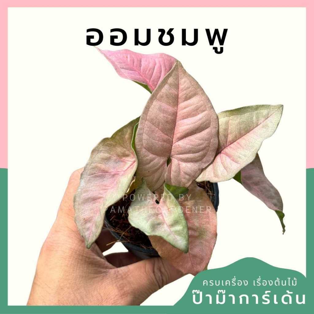 ต้นไม้มงคล ไม้ฟอกอากาศ ต้นใหญ่ รากแน่น ต้นไม้เสริมดวง