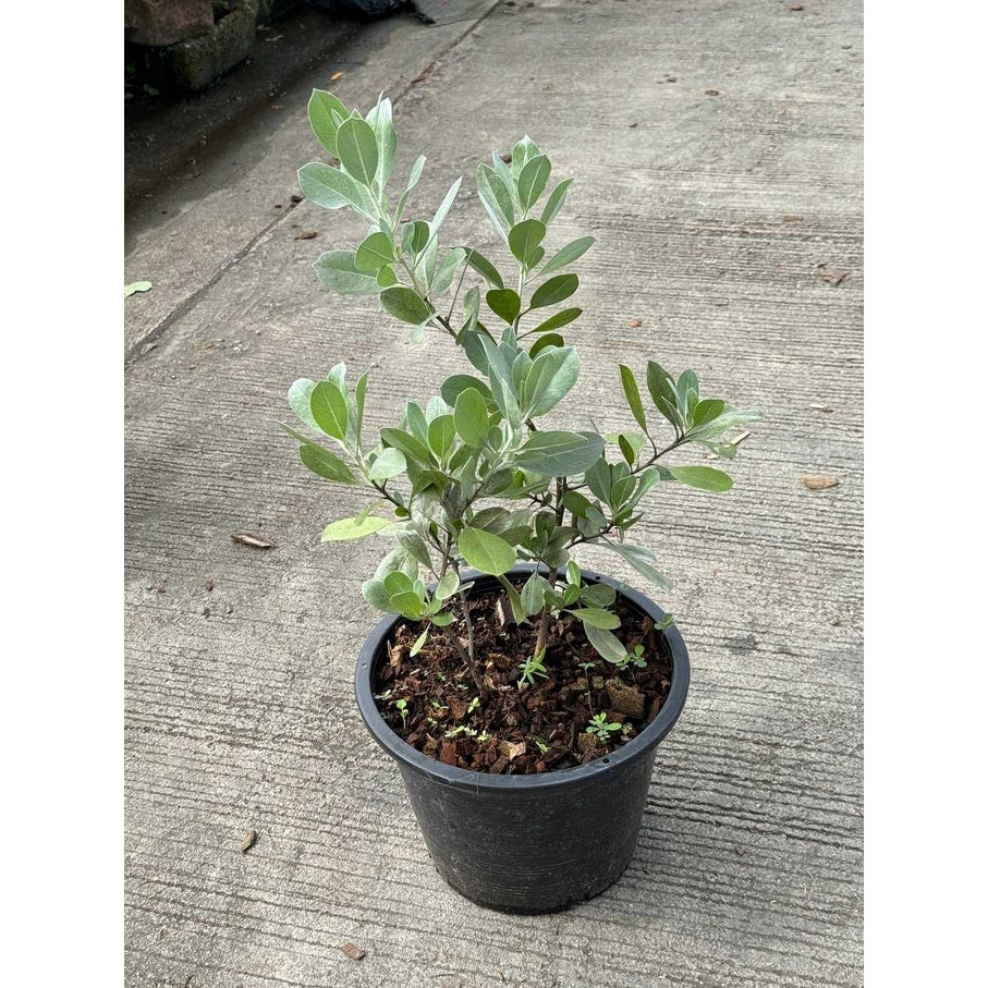 กระดุมเงิน กระถาง 8 นิ้ว