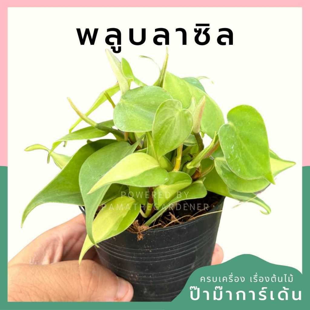 ต้นไม้มงคล ไม้ฟอกอากาศ ต้นใหญ่ รากแน่น ต้นไม้เสริมดวง