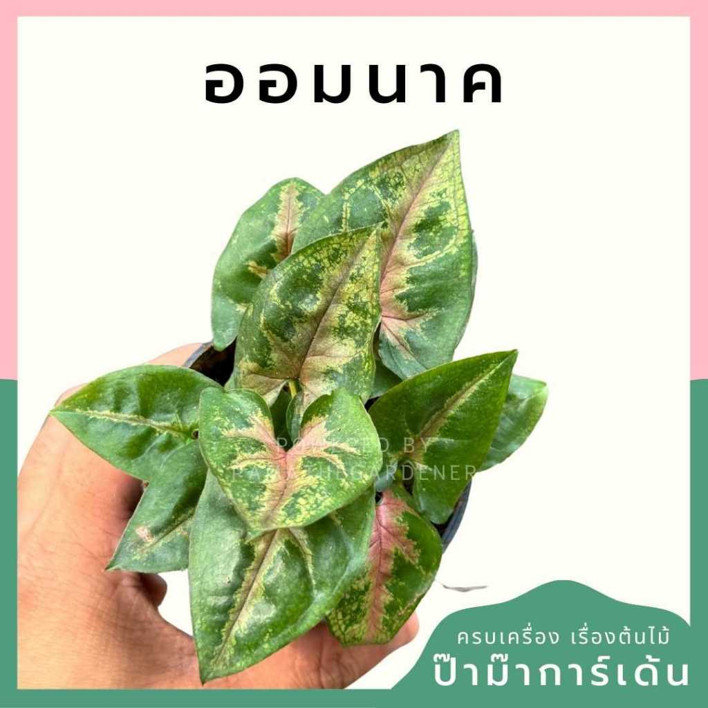 ต้นไม้มงคล ไม้ฟอกอากาศ ต้นใหญ่ รากแน่น ต้นไม้เสริมดวง