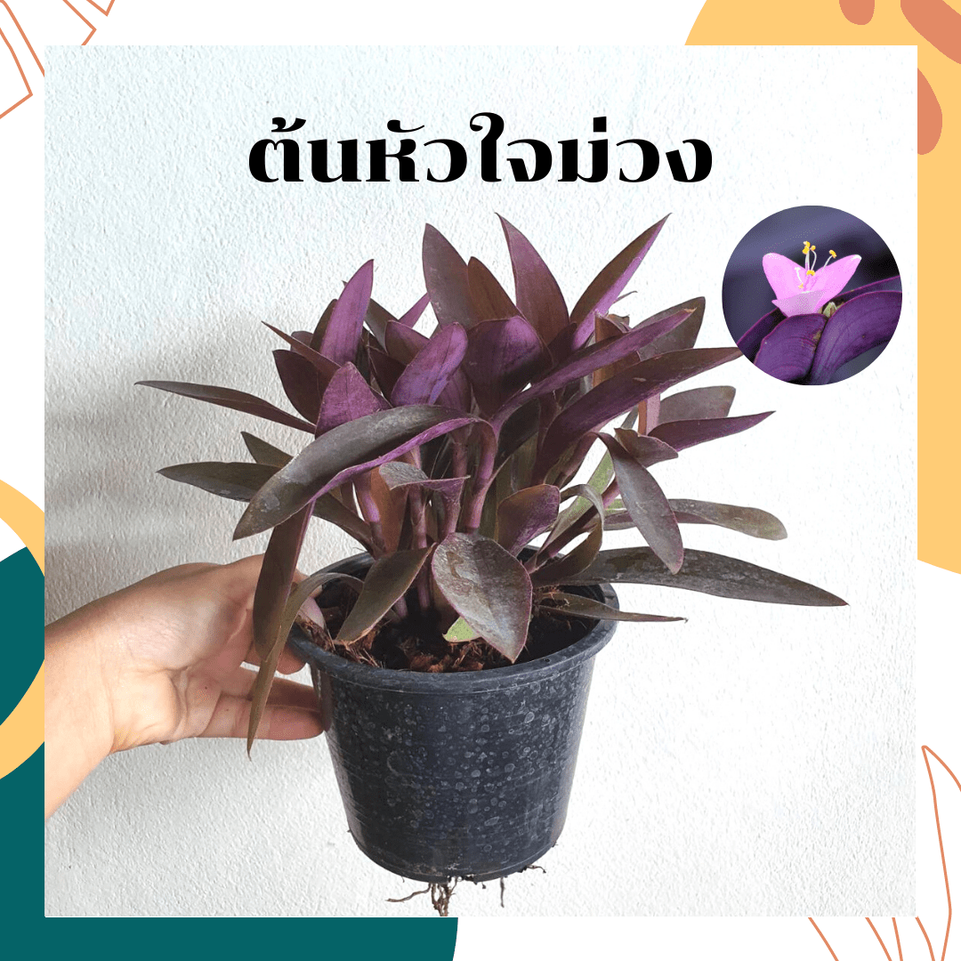 หัวใจม่วง (Tradescantia Pallida) ไม้ประดับสีสวยในกระถาง 5 - 6 นิ้ว - Pamathegardener