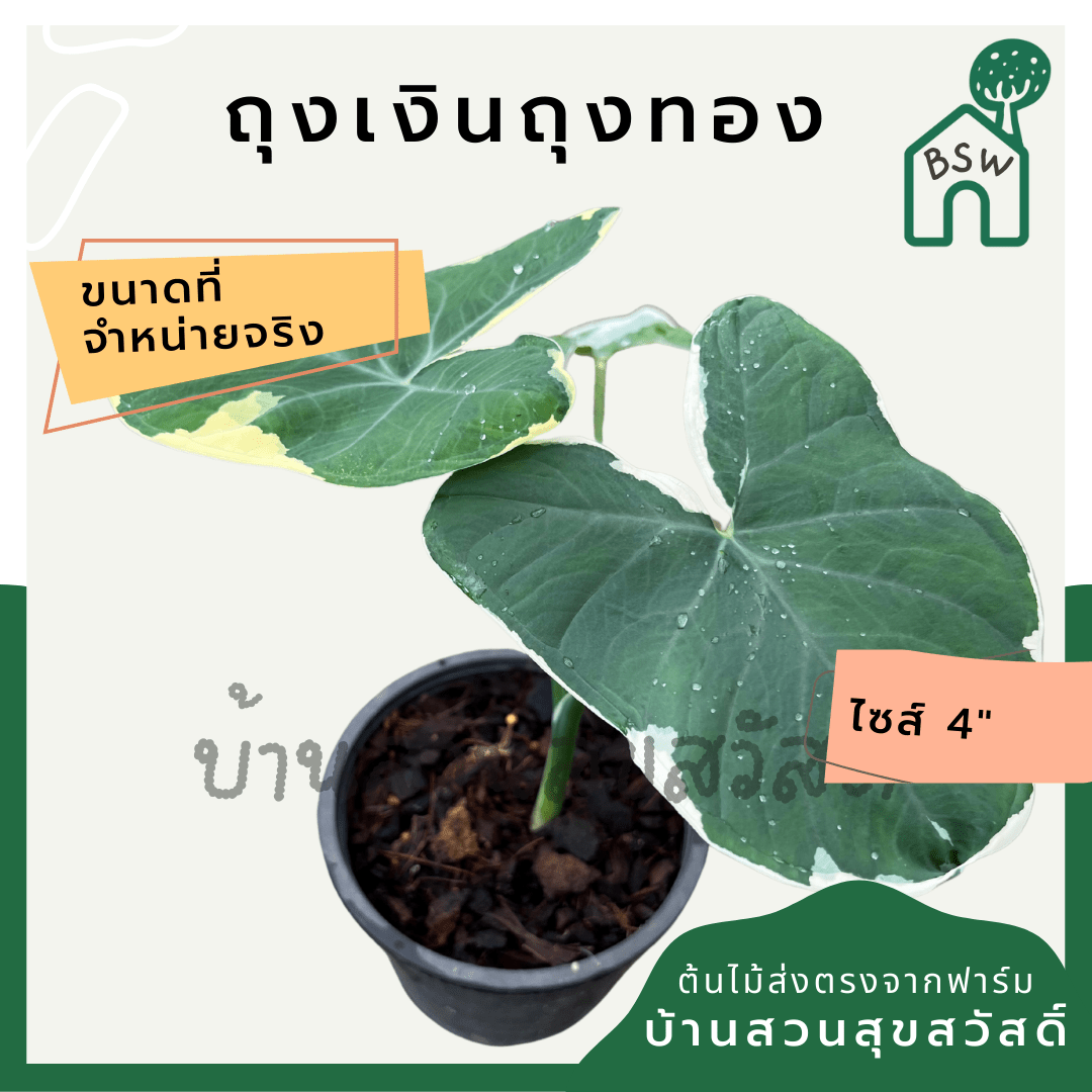 ถุงเงินถุงทอง (Xanthosoma Sagittifolium) ไม้มงคลในกระถางพร้อมตั้ง - Pamathegardener