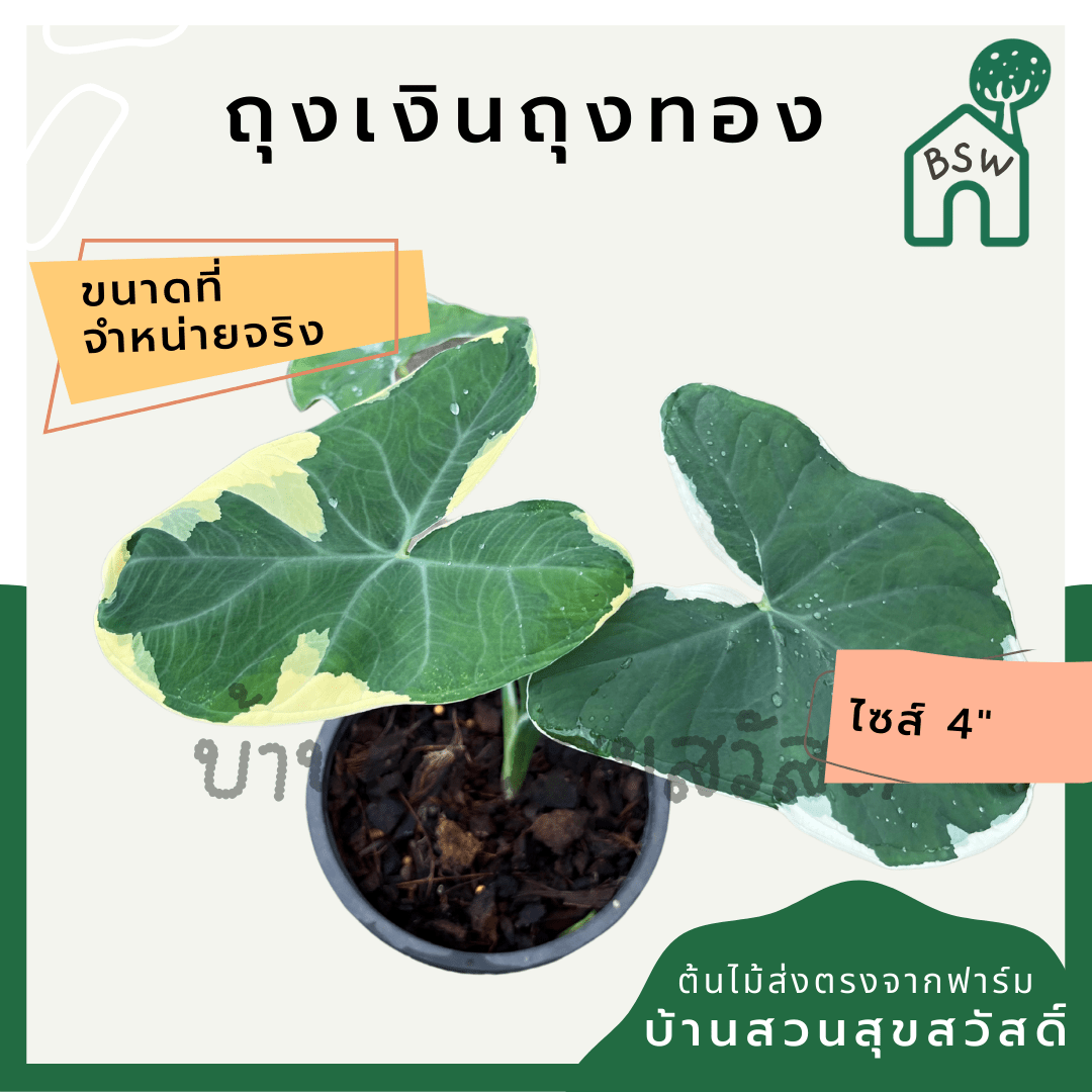 ถุงเงินถุงทอง (Xanthosoma Sagittifolium) ไม้มงคลในกระถางพร้อมตั้ง - Pamathegardener
