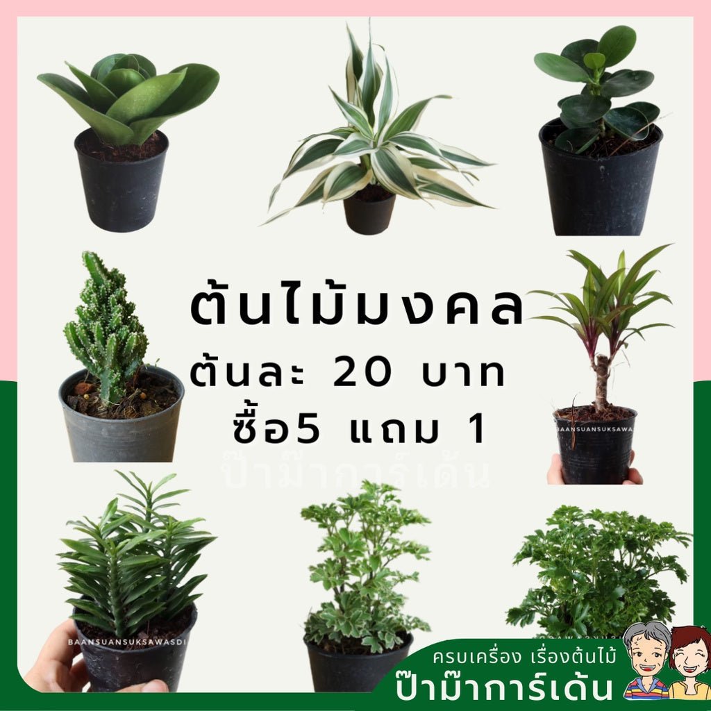 ต้นไม้มงคลราคาถูก ปลูกง่าย เริ่มต้นเพียง 20 บาท เหมาะให้ของขวัญและจัดโต๊ะทำงาน – พร้อมจัดส่งด่วนในกรุงเทพฯ - Pamathegardener