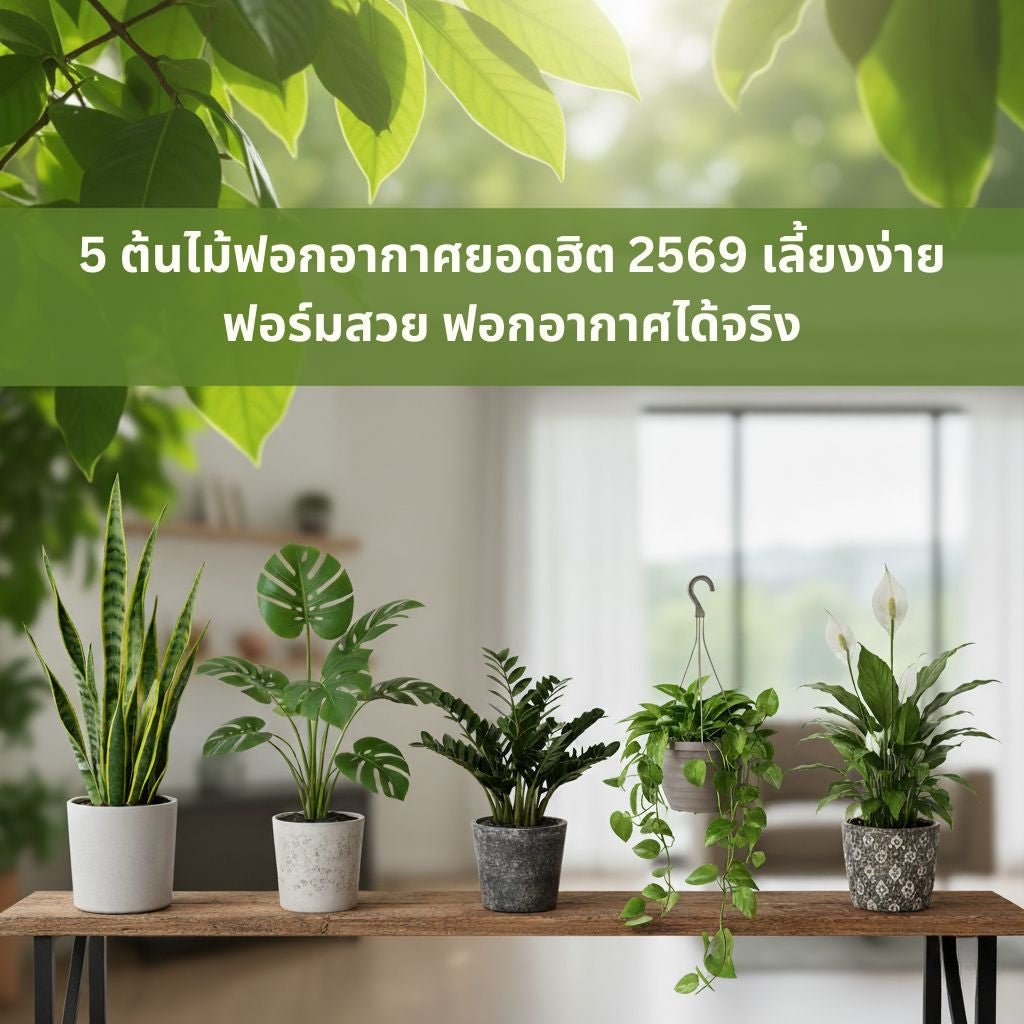 5 ต้นไม้ฟอกอากาศยอดฮิต 2569 เลี้ยงง่าย ฟอร์มสวย ฟอกอากาศได้จริง - Pamathegardener