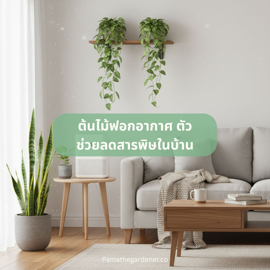 ต้นไม้ฟอกอากาศ ตัวช่วยลดสารพิษในบ้าน - Pamathegardener