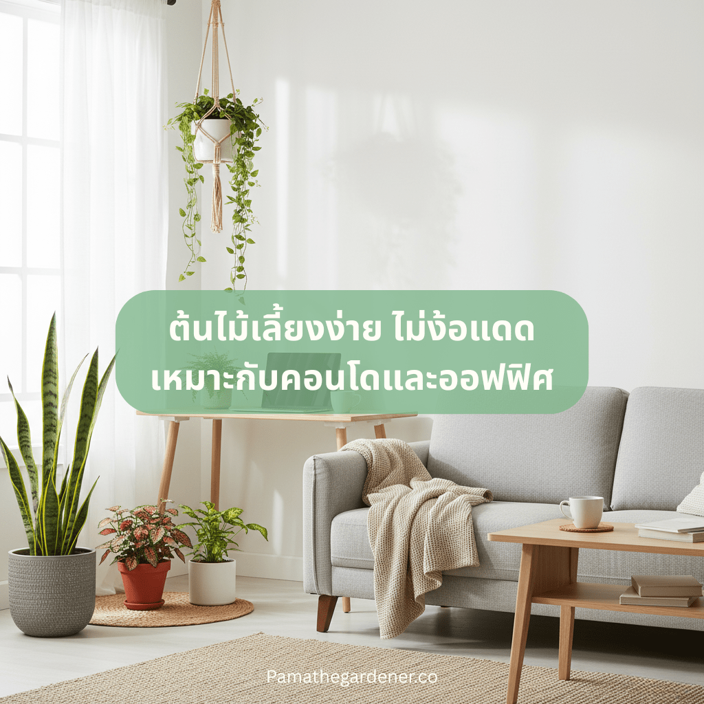 ต้นไม้เลี้ยงง่าย ไม่ง้อแดด เหมาะกับคอนโดและออฟฟิศ - Pamathegardener
