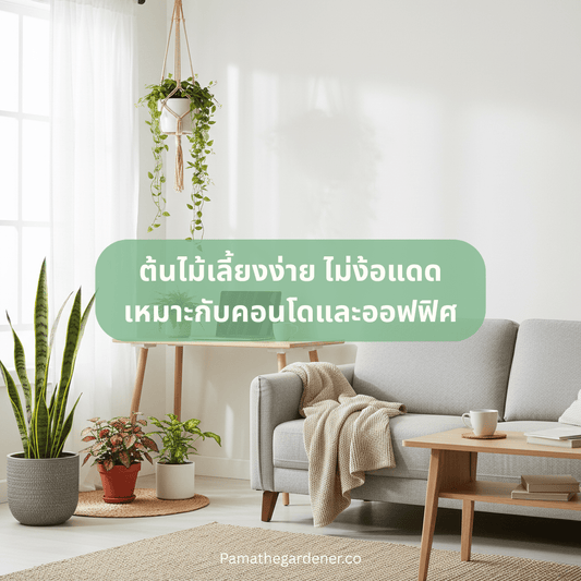 ต้นไม้เลี้ยงง่าย ไม่ง้อแดด เหมาะกับคอนโดและออฟฟิศ - Pamathegardener