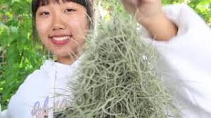 เคราฤาษี แห้ง ดำ ต้องทำยังไง - Pamathegardener