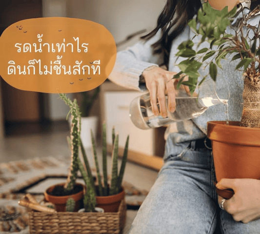 เคยเป็นไหม ดินที่ได้มา รดน้ำเท่าไรก็ไม่ชุ่ม - Pamathegardener