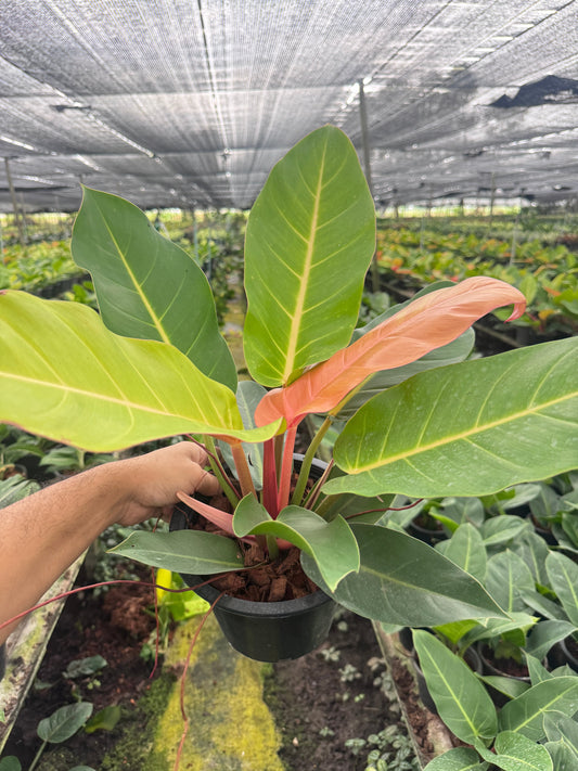 ปลูก "กุมารแดงเรียกทรัพย์" ต้นเดียวจบ! ไม้มงคลสำหรับคนอยากรวย - Pamathegardener