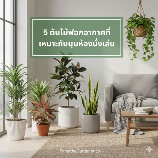 ต้นไม้ฟอกอากาศที่เหมาะกับห้องนั่งเล่น เลี้ยงง่าย ฟอกอากาศได้จริง | PamatheGardener - Pamathegardener