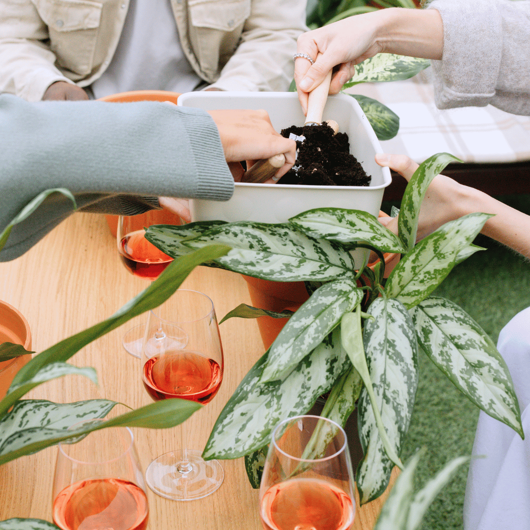 อโกลนีมา (Aglaonema) - Pamathegardener