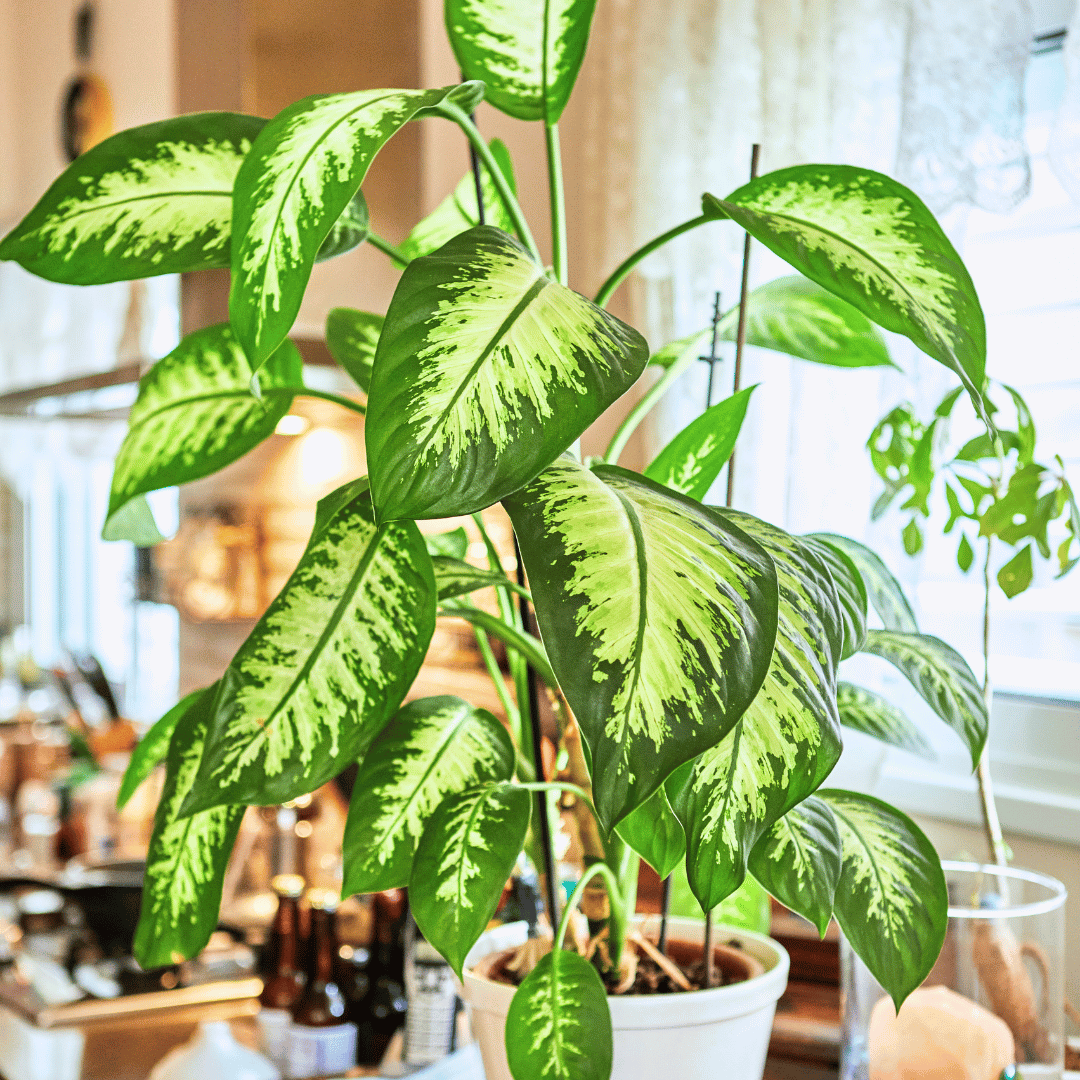 สาวน้อยประแป้ง (Dieffenbachia) - Pamathegardener