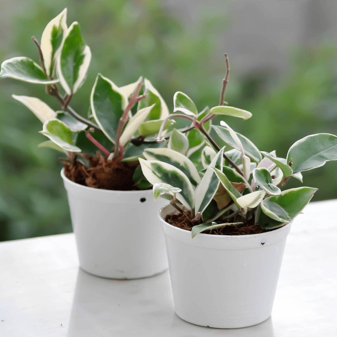 โฮย่า (Hoya) - Pamathegardener