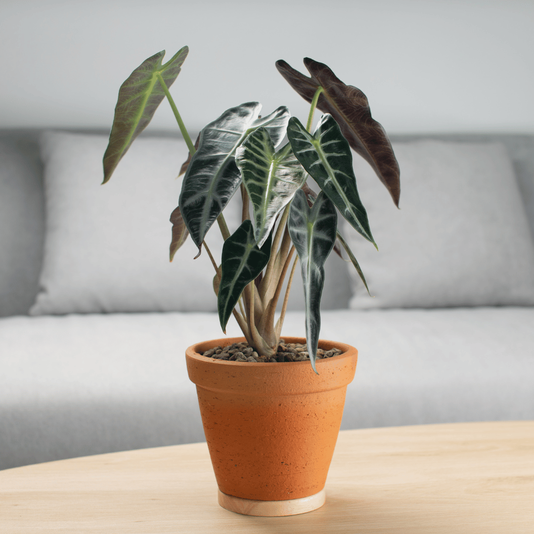 อโลคาเซีย - Pamathegardener