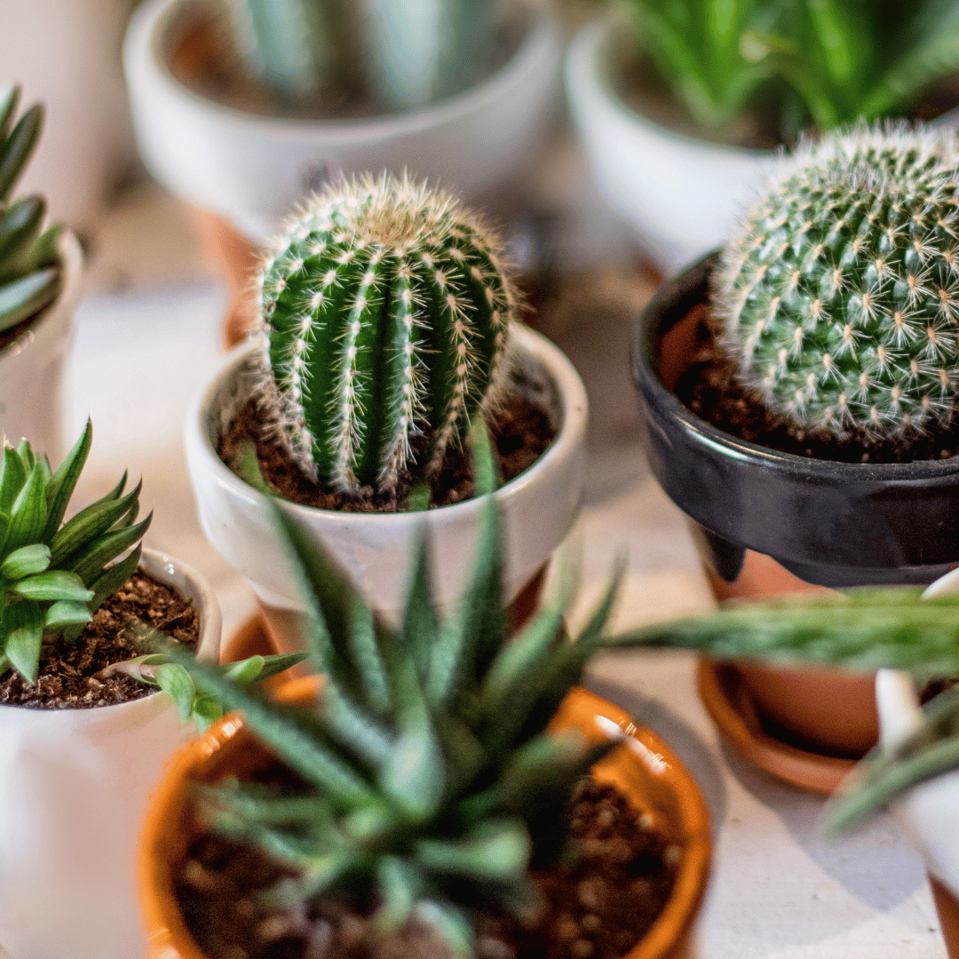 แคคตัส - Pamathegardener