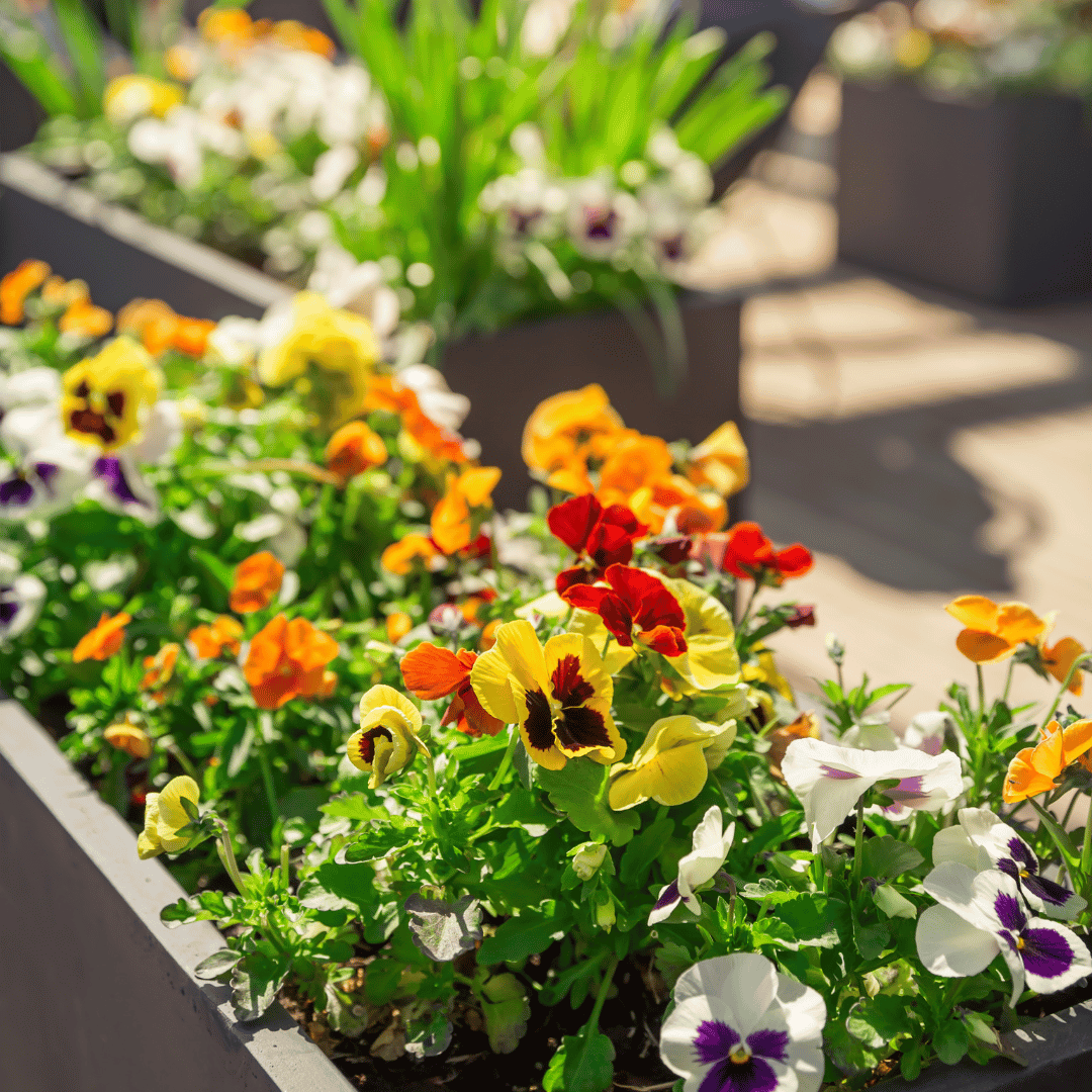 ต้นไม้ดอก - Pamathegardener